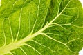 Macro shot of fresh organic romain lettuce salad leaf Royalty Free Stock Photo