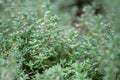 A macro shot of the fresh thyme herbs Royalty Free Stock Photo