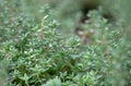 A macro shot of the fresh thyme herbs Royalty Free Stock Photo