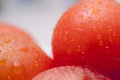 Macro shot of fresh tomatoes. Water drops over delicious vegetables