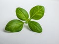 Macro shot of fresh, young, green organic basil plant leaves isolated on white background in bright sunlight Royalty Free Stock Photo