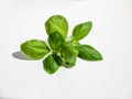 Macro shot of fresh, young, green organic basil plant leaves isolated on white background in bright sunlight Royalty Free Stock Photo