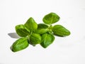 Macro shot of fresh, young, green organic basil plant leaves isolated on white background in bright sunlight Royalty Free Stock Photo