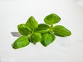 Macro shot of fresh, young, green organic basil plant leaves isolated on white background in bright sunlight Royalty Free Stock Photo