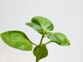 Macro shot of fresh, young, green organic basil plant leaves isolated on white background in bright sunlight Royalty Free Stock Photo