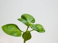 Macro shot of fresh, young, green organic basil plant leaves isolated on white background in bright sunlight Royalty Free Stock Photo