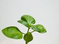 Macro shot of fresh, young, green organic basil plant leaves isolated on white background in bright sunlight Royalty Free Stock Photo