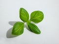 Macro shot of fresh, young, green organic basil plant leaves isolated on white background in bright sunlight Royalty Free Stock Photo