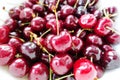 Macro shot of freshly picked cherries with green leaves, food texture or background