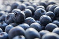 Macro shot of freshly picked organic blueberries. Winter harvest.