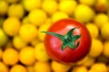 Macro shot of freshly picked ripe red tomato and small yellow plums Royalty Free Stock Photo