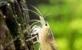 Caridina multidentata Royalty Free Stock Photo