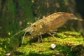 Macro shot of Freshwater Amano shrimp. Royalty Free Stock Photo