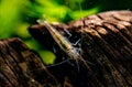 Macro shot of Freshwater Amano shrimp. Royalty Free Stock Photo