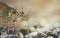 Caridina multidentata Royalty Free Stock Photo