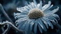 Macro Shot Of Frost Crystals On Delicate Daisy Royalty Free Stock Photo