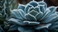 High-resolution Macro Shot Of Frost Crystals On Philodendron Surface Royalty Free Stock Photo