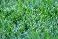 Macro shot of frost on lawn during winter