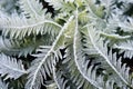 macro shot of frosty fern fronds