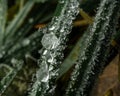 Macro shot of frozen dew drops on a leaves Royalty Free Stock Photo