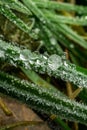 Macro shot of frozen dew drops on a leaves Royalty Free Stock Photo