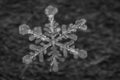 Macro Shot of Frozen Snowflake 7