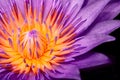 Purple Water Lily, Purple Lotus macro shot showing pistil and stamen isolated on black Royalty Free Stock Photo