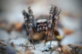 Macro shot of a Furrow Orb Weaver spider