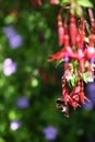 Fuchsia Macro Blur Background