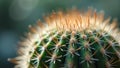 Macro shot of fuzzy cactus spines sharp detail with blurred background Royalty Free Stock Photo