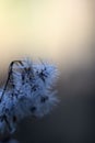 Macro shot of a fuzzy plant with multiple leaves on its stem