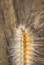 Macro shot of a fuzzy yellow and white caterpillar crawling on a wooden surface Royalty Free Stock Photo