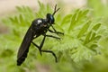 Macro shot gadfly on dandelion Royalty Free Stock Photo