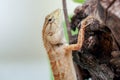 Macro shot of garden fence lizard`s head Royalty Free Stock Photo