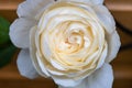 Macro shot of garden rose