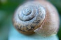 Garden Snail Royalty Free Stock Photo