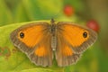 Macro shot of a Gatekeeper butterfly on a plant Royalty Free Stock Photo