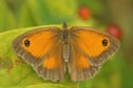 Macro shot of a Gatekeeper butterfly on a plant