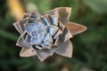 Macro shot of a Ghost-plant flower bulb blooming in the greenery