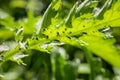 Macro shot of giant black aphid infestation on thistle plant leaves