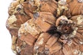 Macro shot of give off sap from giant sugar pine cone harvested in the northwest.