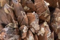 Macro shot of give off sap from giant sugar pine cone harvested in the northwest.