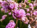 Macro shot of globe of bright pink flowers - marsh daisies