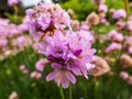 Macro shot of globe of bright pink flowers - marsh daisies