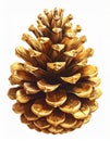 Macro Shot of a Golden Brown Pine Cone with Scales on a White Background Royalty Free Stock Photo