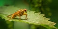 Macro Shot Of A Golden Dung Fly, Scathophaga Stercoraria On Green Leaf With Blur Background