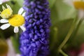 Macro shot of a grape hyacinth combinated with a chamomile