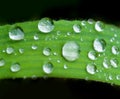 Macro shot on a grass blade