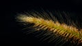 Macro shot of a grass flower isolated on an empty black background Royalty Free Stock Photo