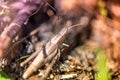 Macro shot of grasshopper, caught while picking mushrooms and cranberries in forest in early autumn.